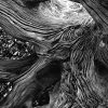 St. Vincent Island Driftwood