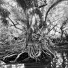Fakahatchee Cathedral 2