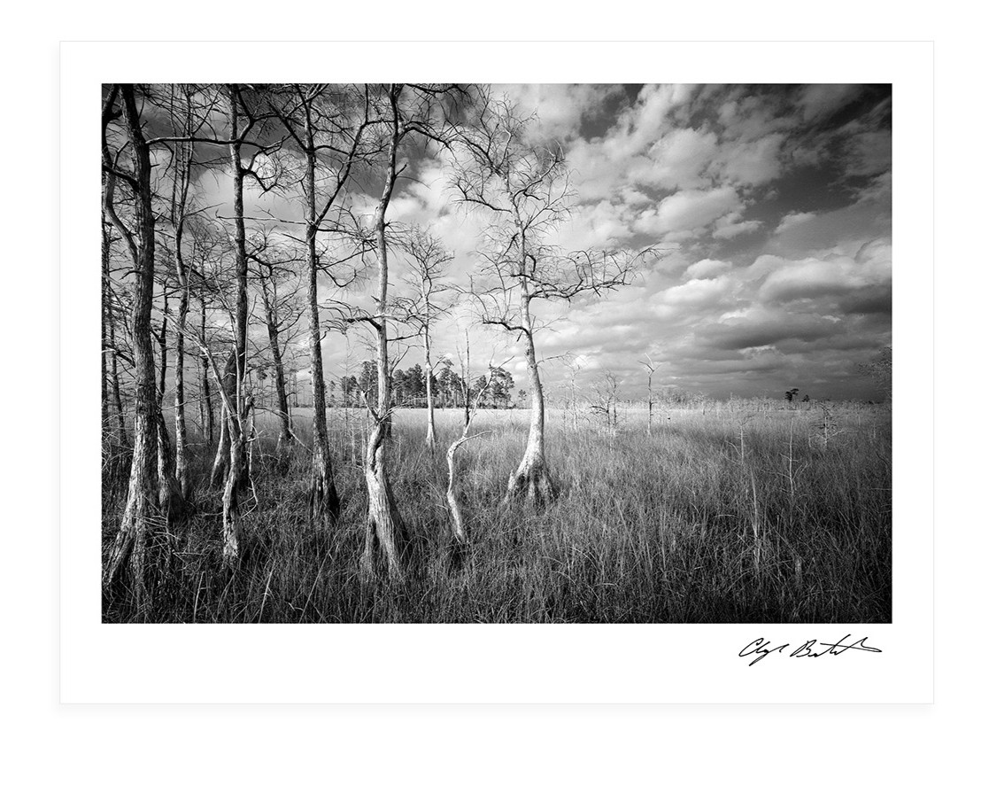 The Everglades - LTD