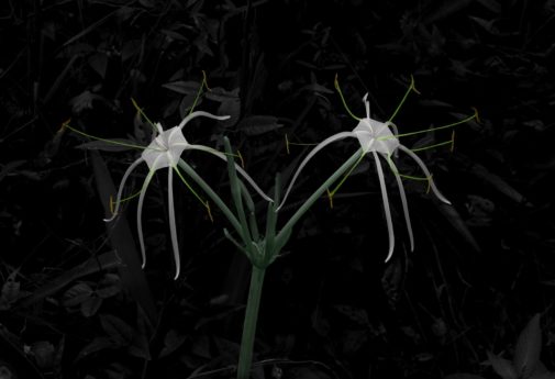Spider-Lily-1-505x345.jpg