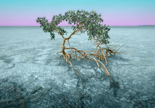 Money Key Mangrove Memories