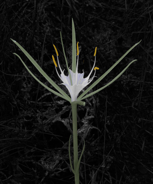 lily　ミライグリッシュ Alligator Lily